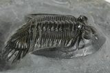 Uncommon Mrakibina Trilobite - Mrakib, Morocco #353041-3